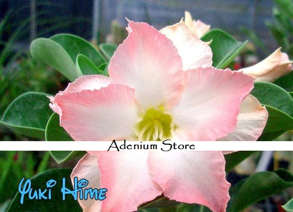(image for) New Adenium \'Yuki Hime\' 5 Seeds